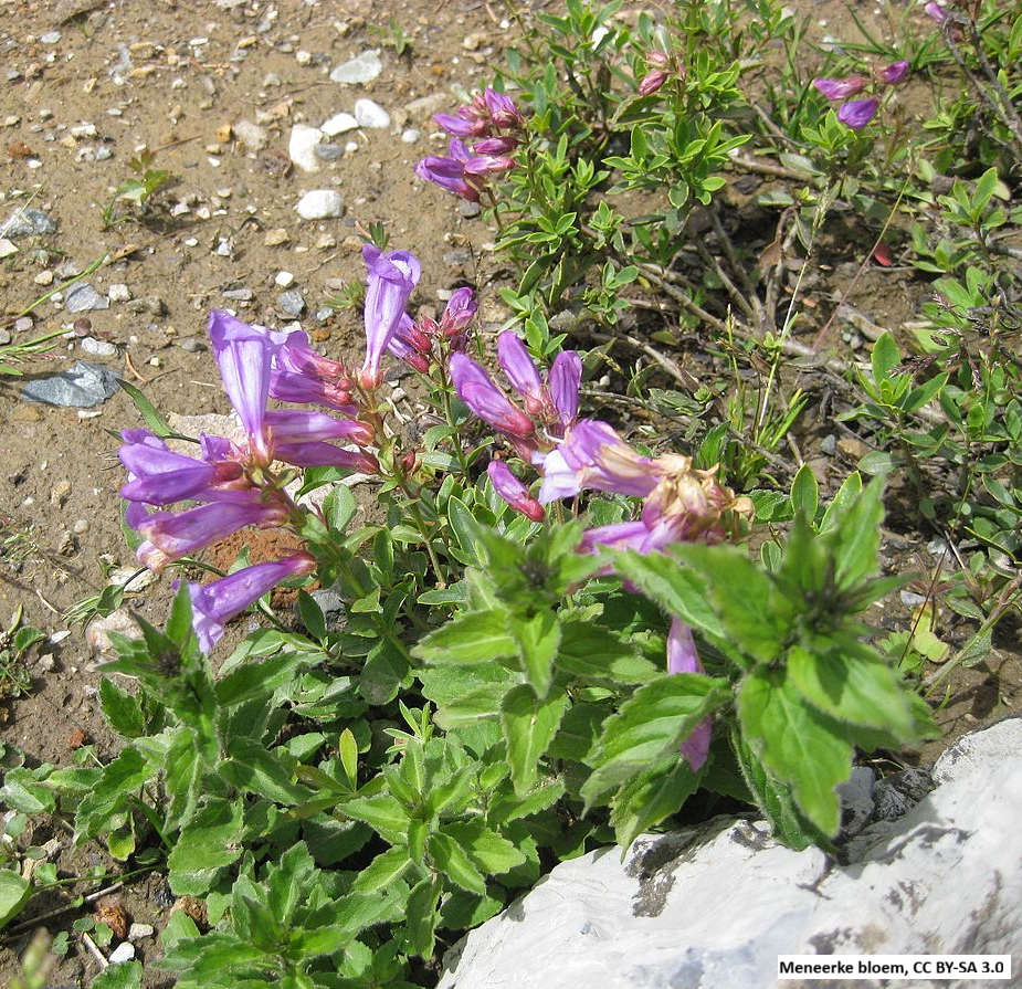 Shrubby Penstemon