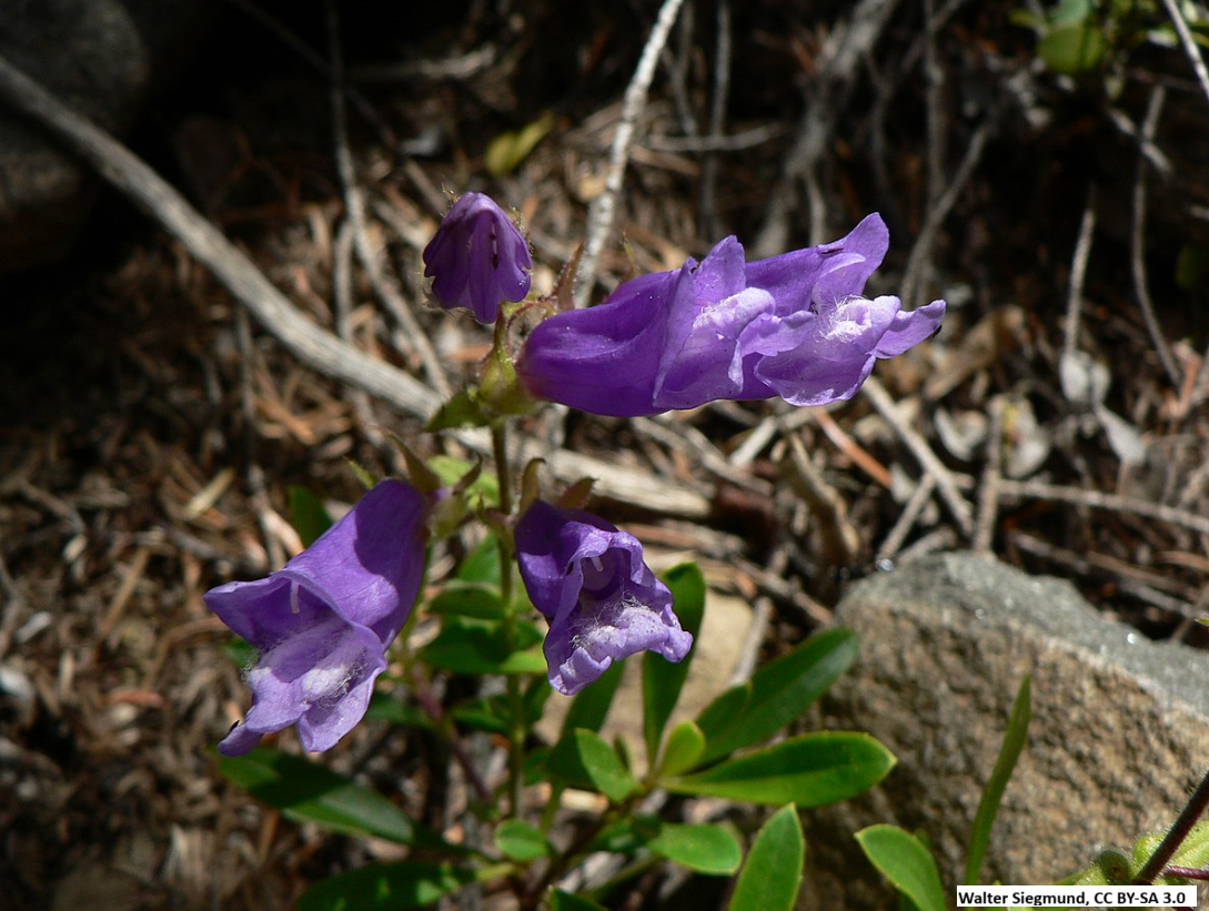 Shrubby Penstemon