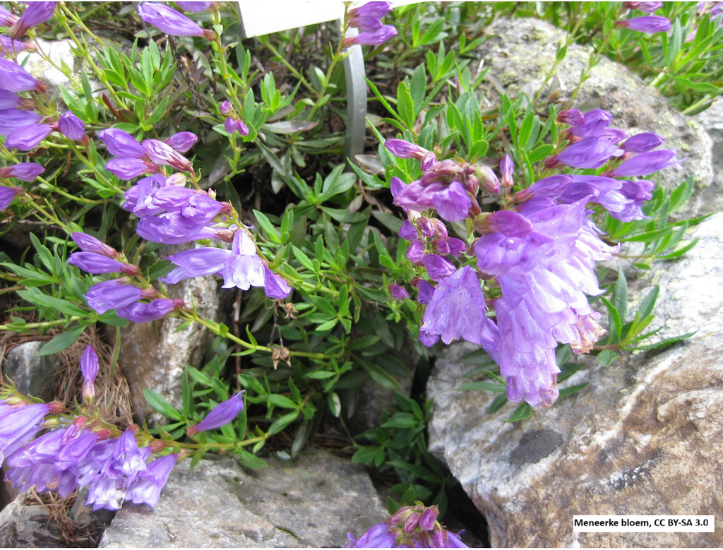 Shrubby Penstemon