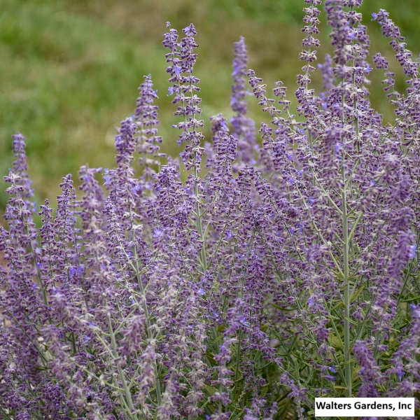 Russian Sage 'Sage Advice'