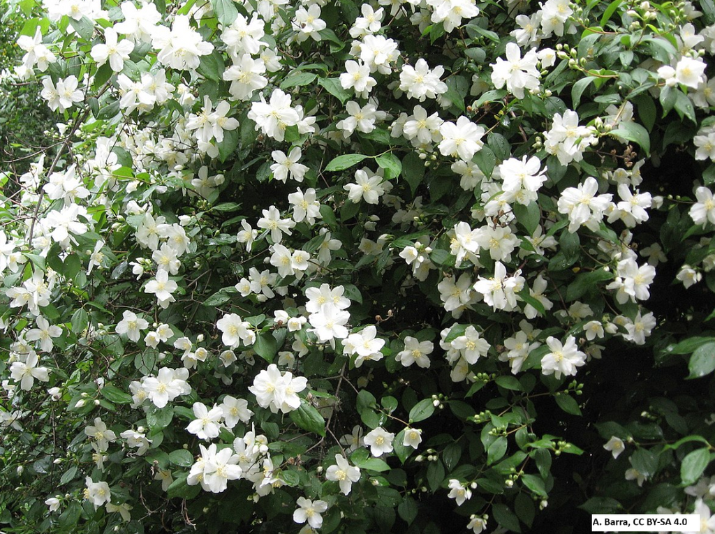 Mock Orange