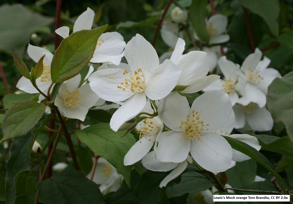Mock Orange