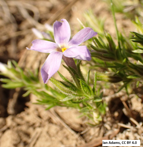 Tufted Phlox