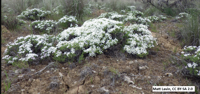 Tufted Phlox