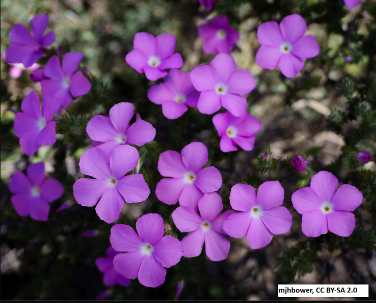Tufted Phlox