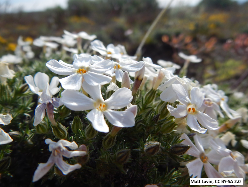 Tufted Phlox