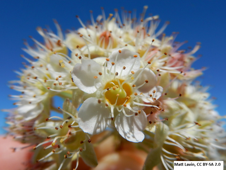 Mallow Ninebark