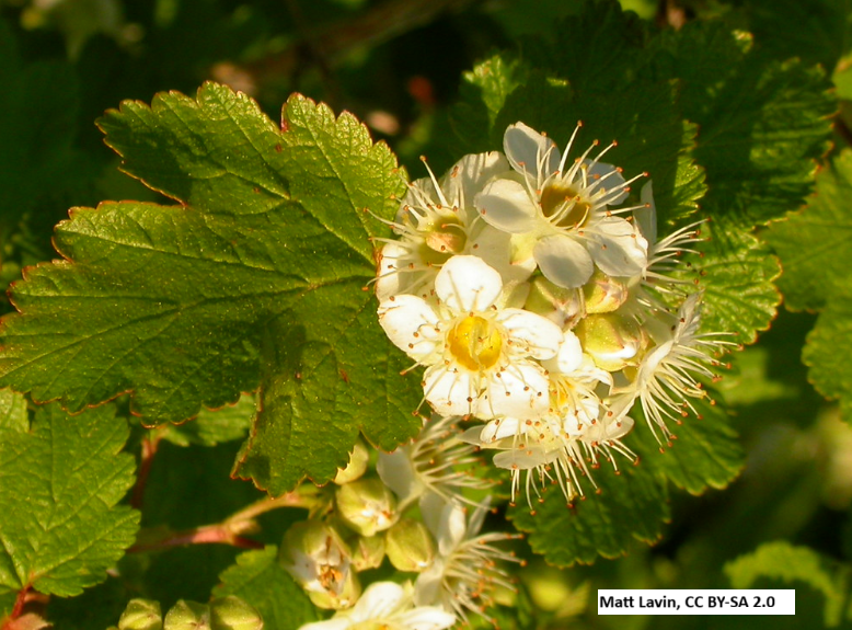 Mallow Ninebark