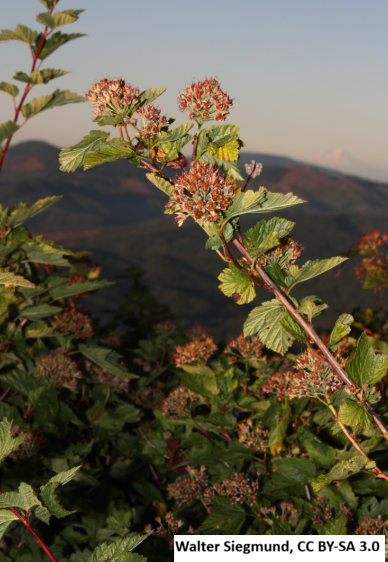 Pacific Ninebark