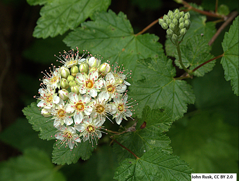 Pacific Ninebark