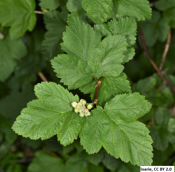 Pacific Ninebark