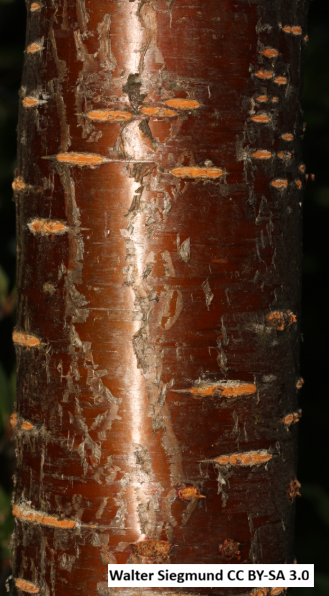 Oregon Cherry (Bitter Cherry)