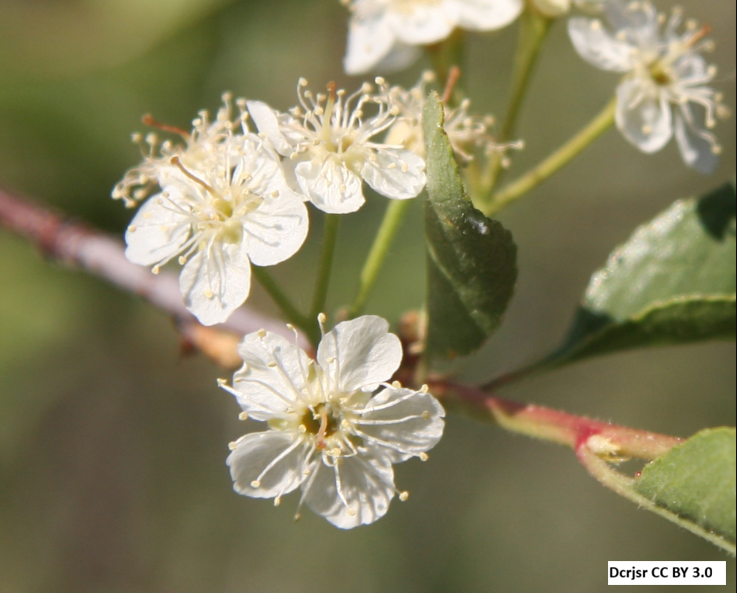 Oregon Cherry (Bitter Cherry)