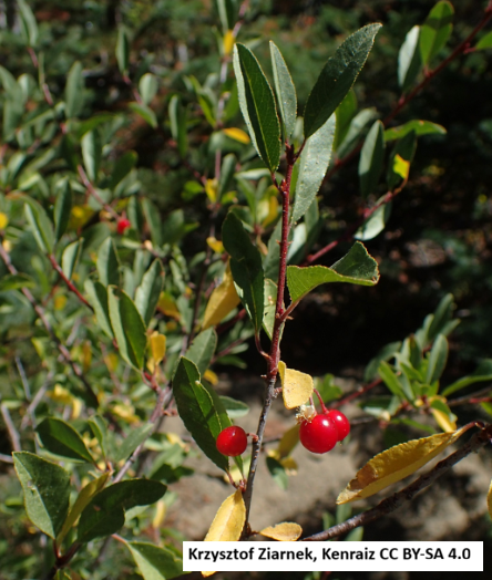 Oregon Cherry (Bitter Cherry)