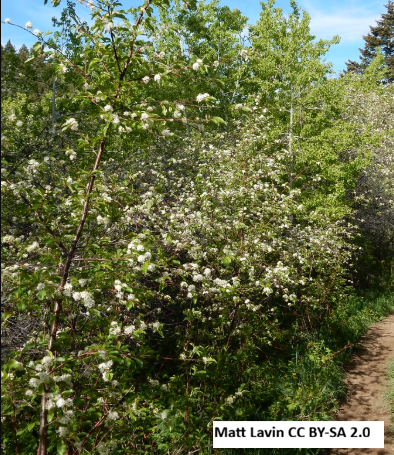 Oregon Cherry (Bitter Cherry)