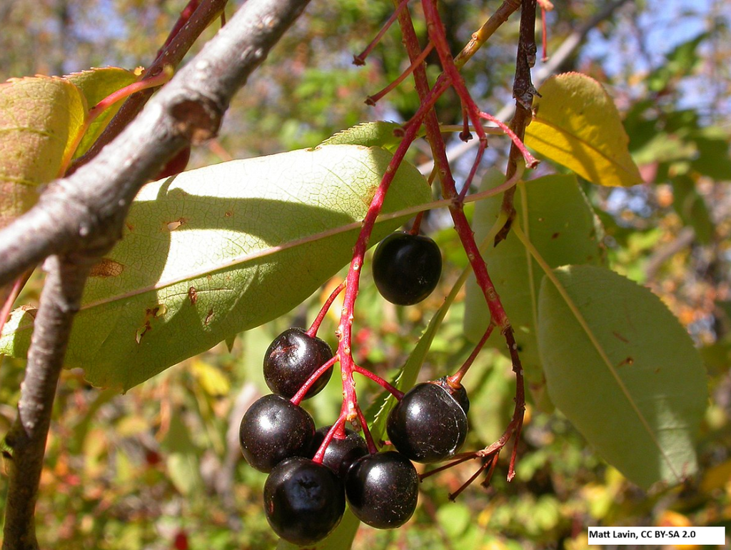 Chokecherry
