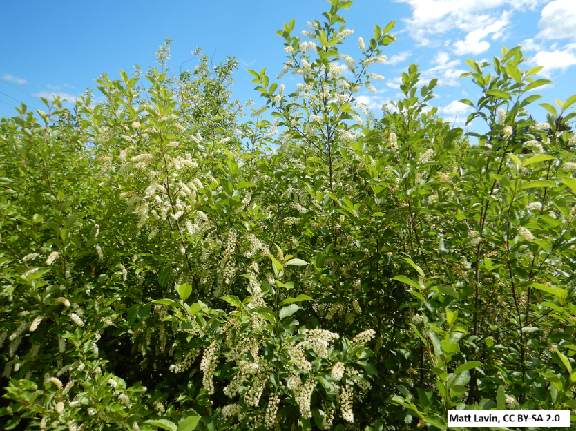 Chokecherry