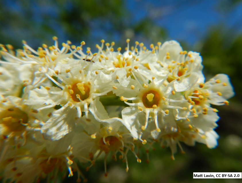 Chokecherry
