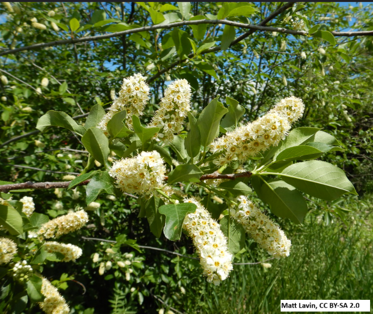 Chokecherry