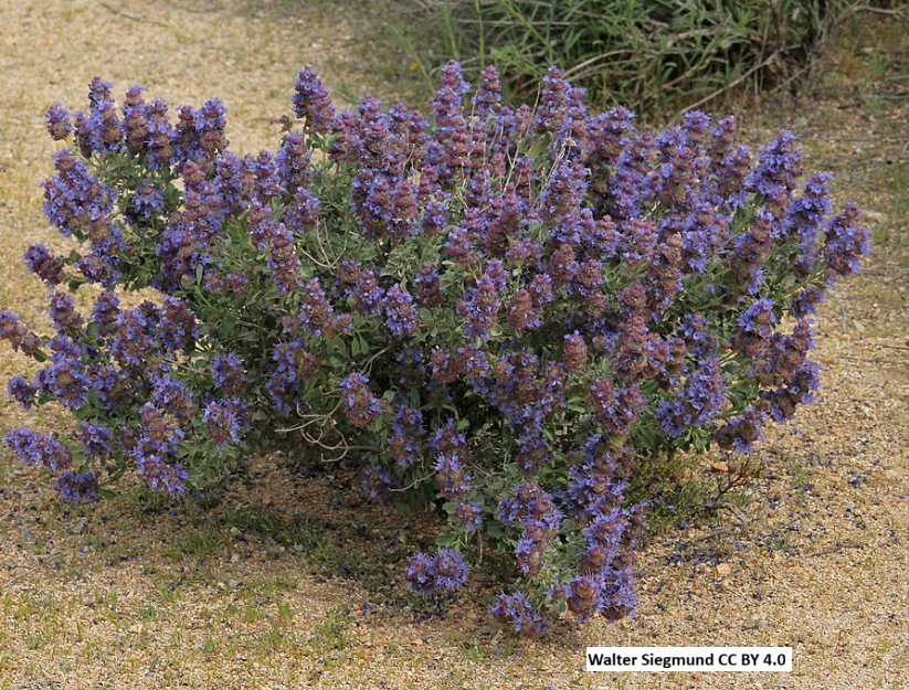 Purple Sage