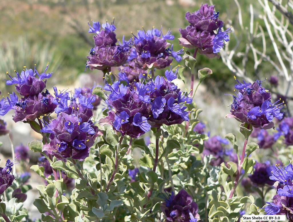 Purple Sage