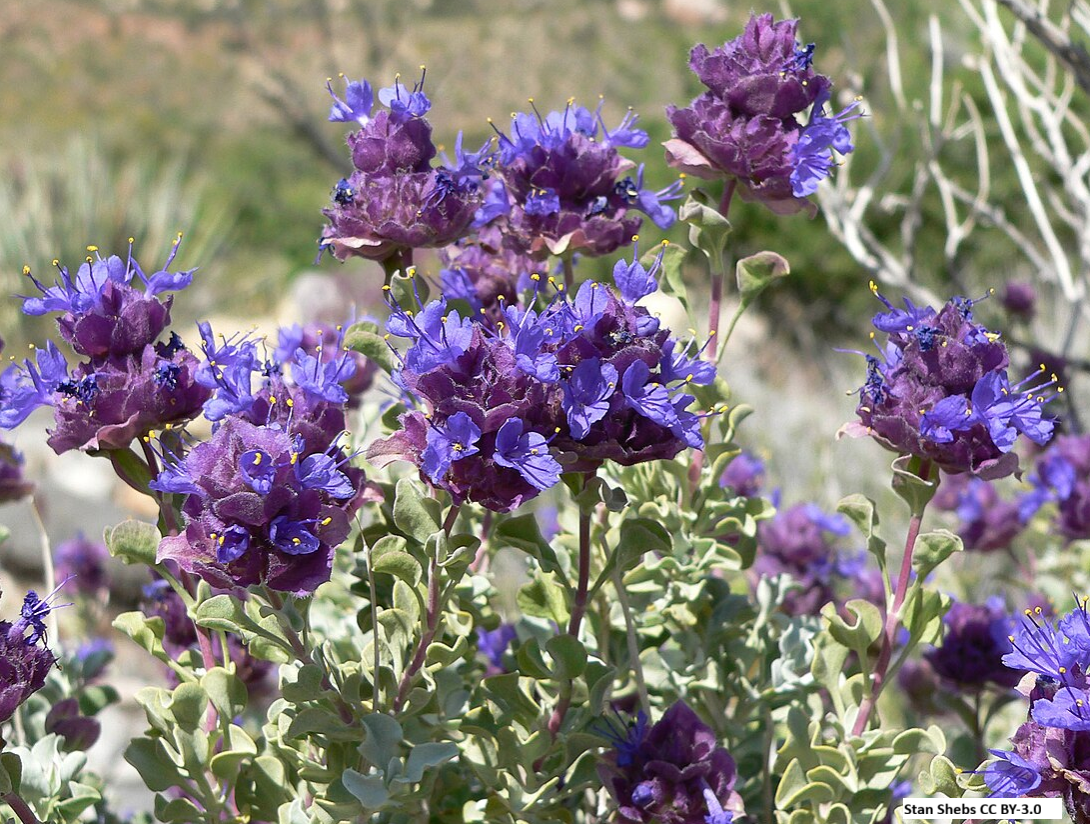 Purple Sage