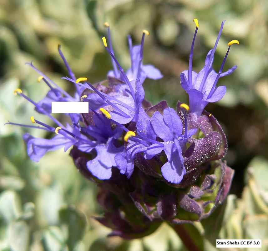 Purple Sage