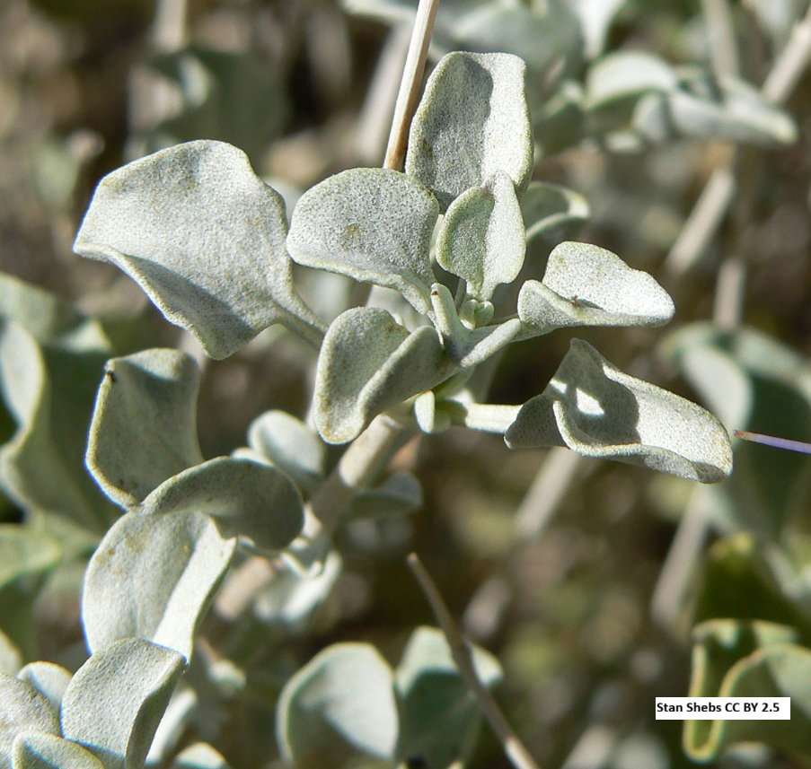 Purple Sage
