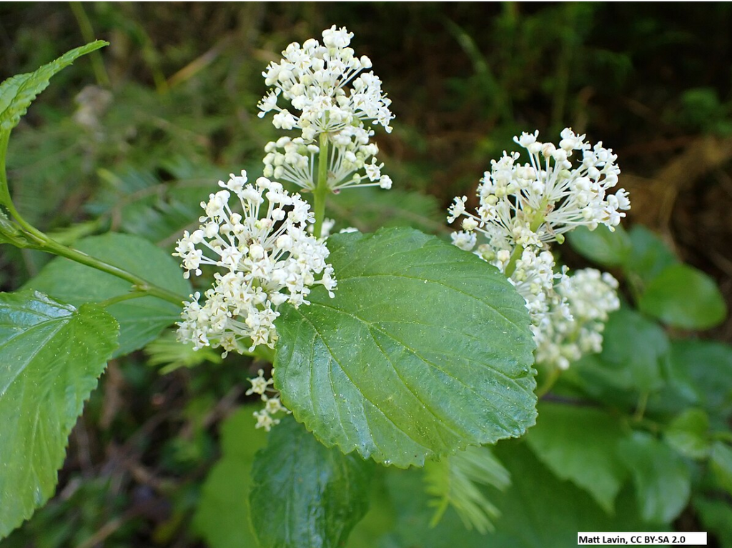 Redstem Ceanothus