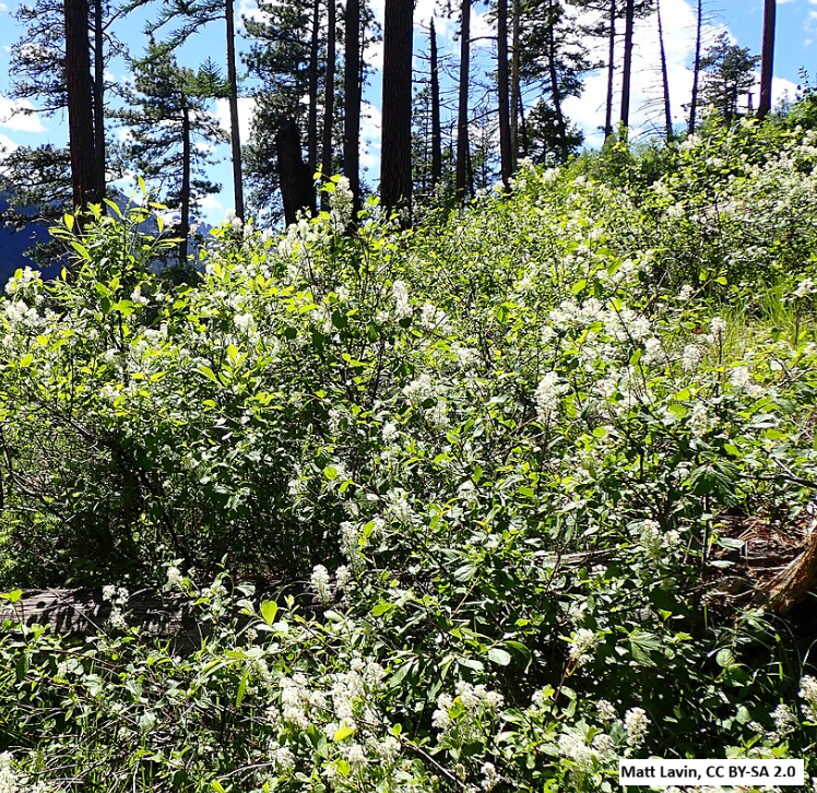 Redstem Ceanothus