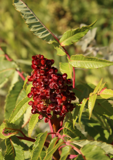 Smooth Sumac