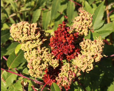 Smooth Sumac