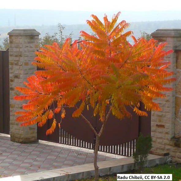 Smooth Sumac