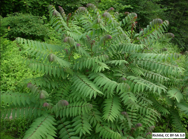 Smooth Sumac