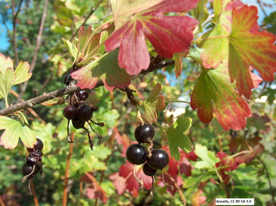 Golden Currant
