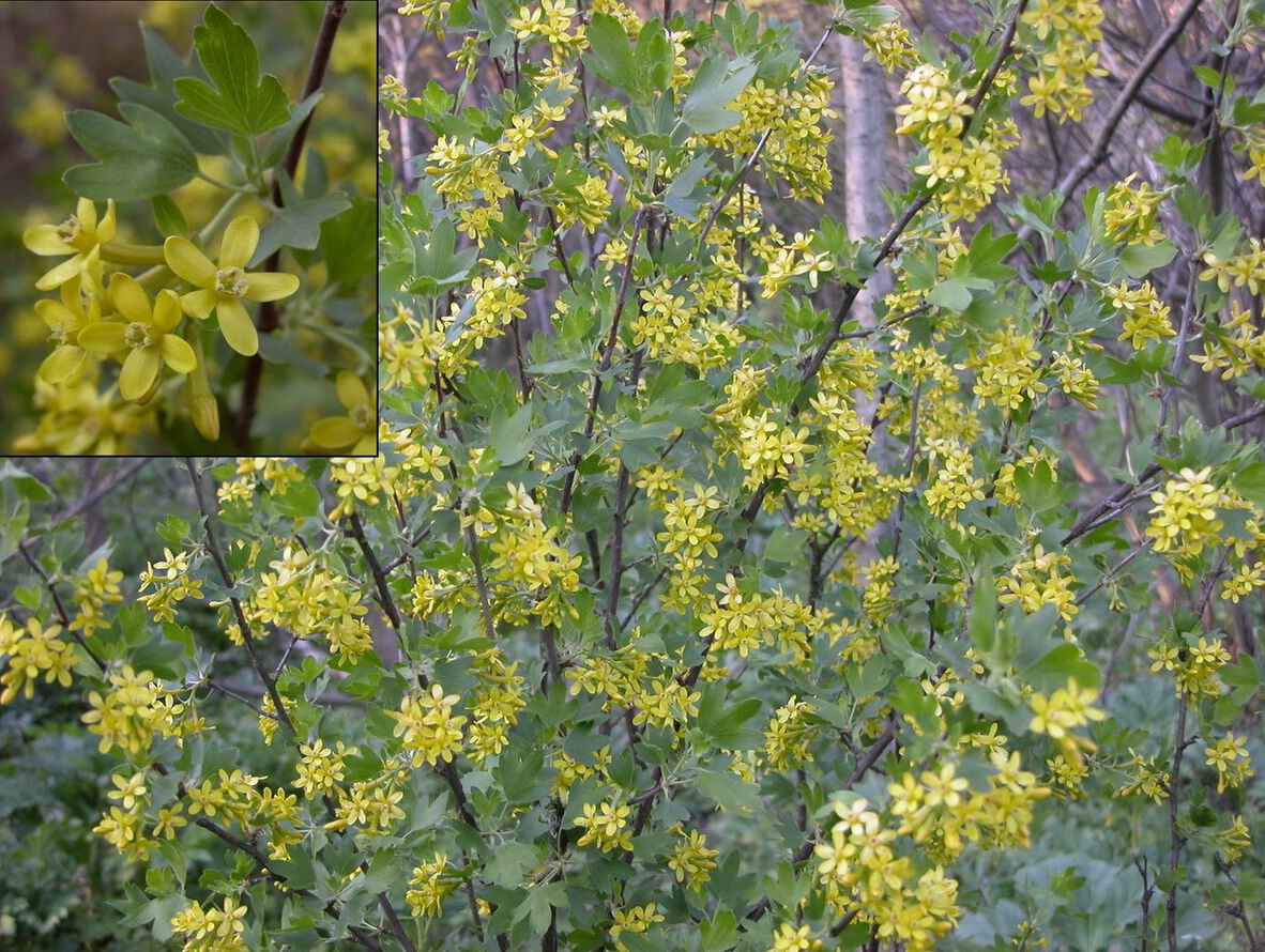 Golden Currant