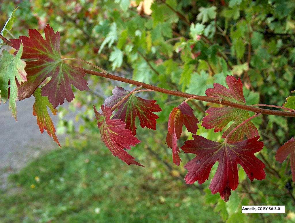 Golden Currant