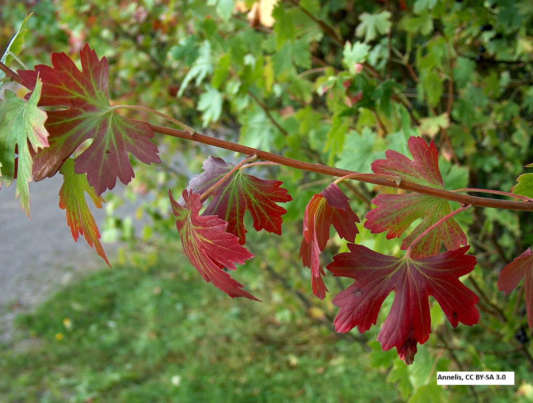 Golden Currant