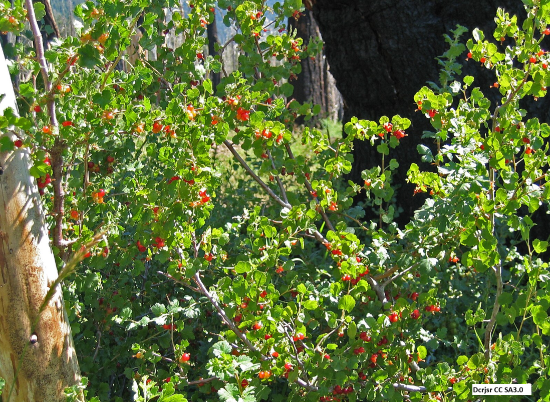 Wax Currant