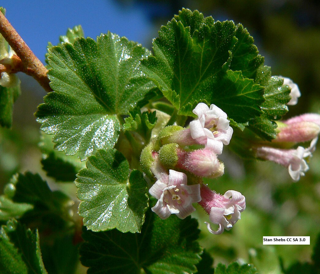 Wax Currant