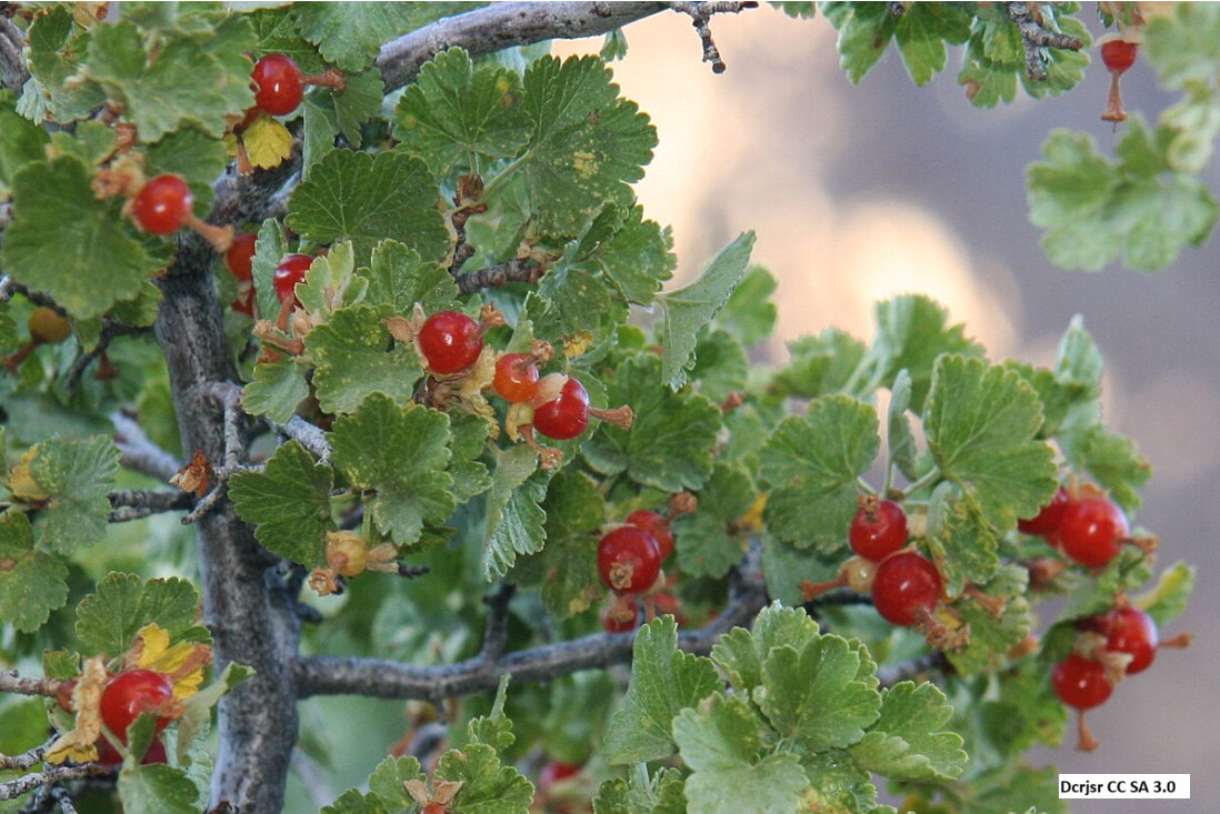 Wax Currant
