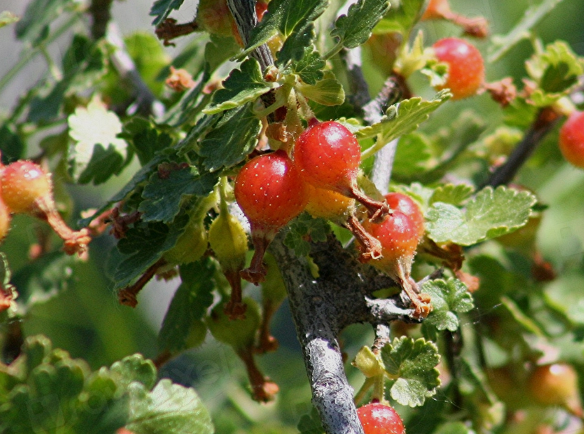 Wax Currant