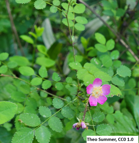 Nootka Rose
