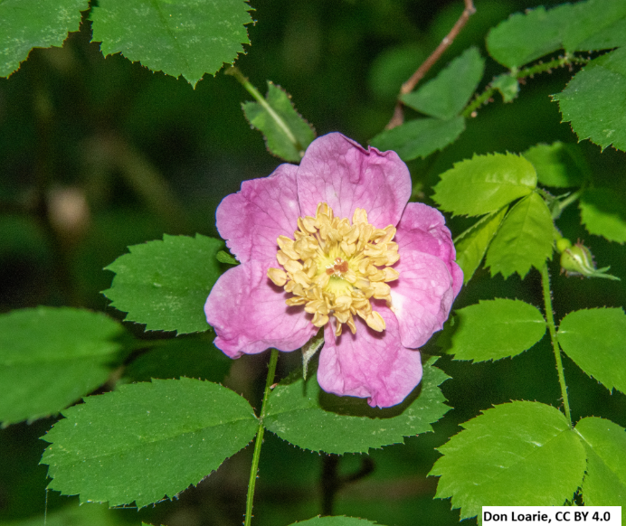 Nootka Rose