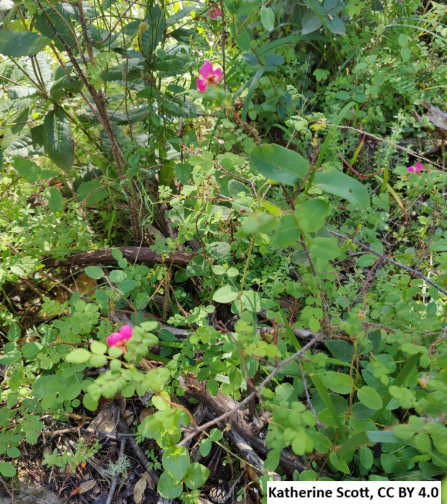 Nootka Rose