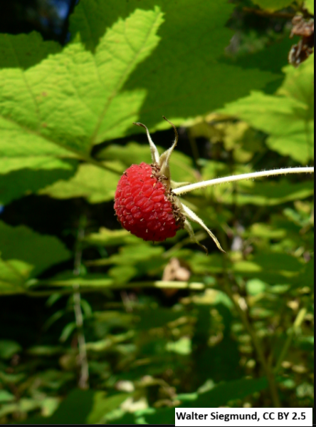 Thimbleberry