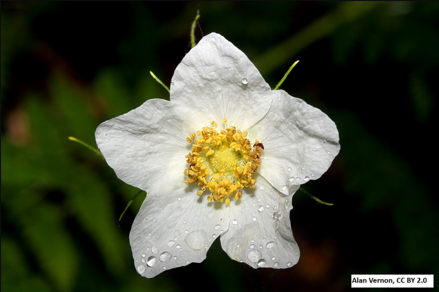 Thimbleberry