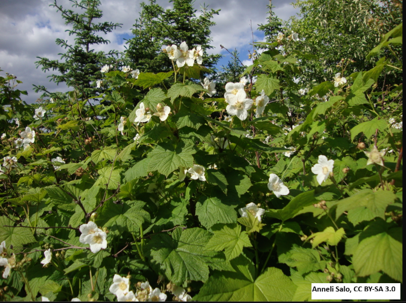 Thimbleberry