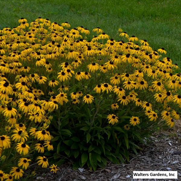 Black-Eyed Susan 'American Gold Rush'