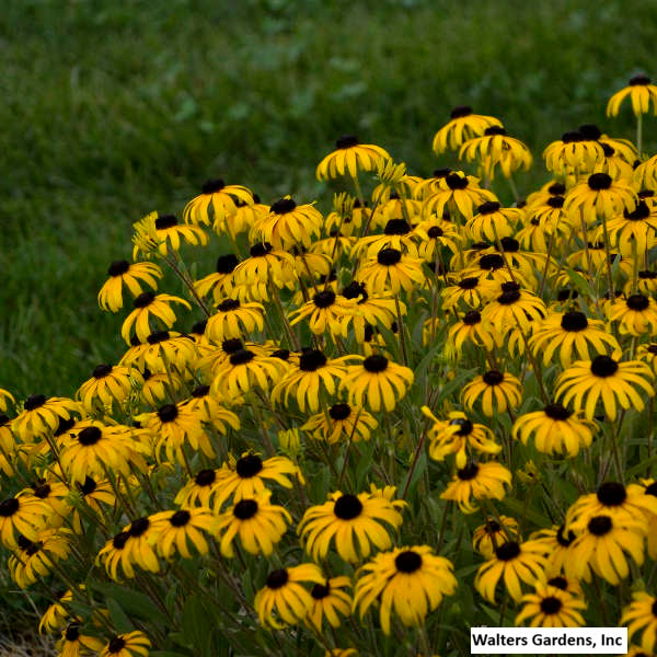 Black-Eyed Susan 'American Gold Rush'
